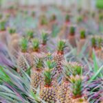 découvrez sweet lands, un univers sucré où chaque bouchée est une explosion de saveurs. plongez dans un monde gourmand rempli de délices artisanaux et de créations irrésistibles qui raviront les papilles des petits et des grands.