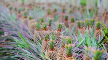 découvrez sweet lands, un univers sucré où chaque bouchée est une explosion de saveurs. plongez dans un monde gourmand rempli de délices artisanaux et de créations irrésistibles qui raviront les papilles des petits et des grands.