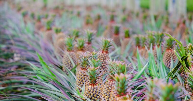 découvrez sweet lands, un univers sucré où chaque bouchée est une explosion de saveurs. plongez dans un monde gourmand rempli de délices artisanaux et de créations irrésistibles qui raviront les papilles des petits et des grands.